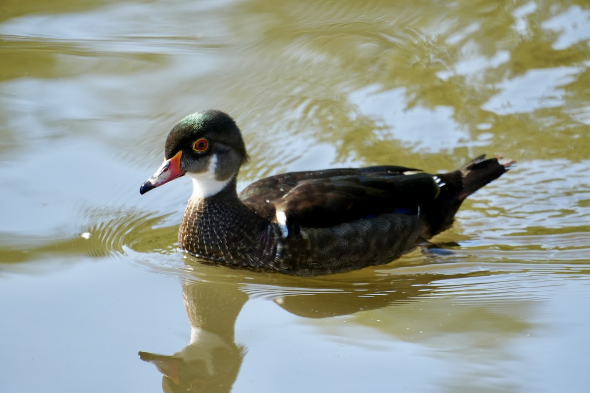 美洲鴛鴦 - ML621391442