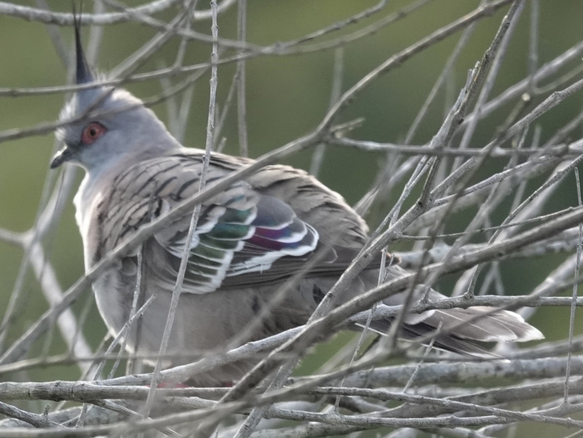 Crested Pigeon - ML621391489