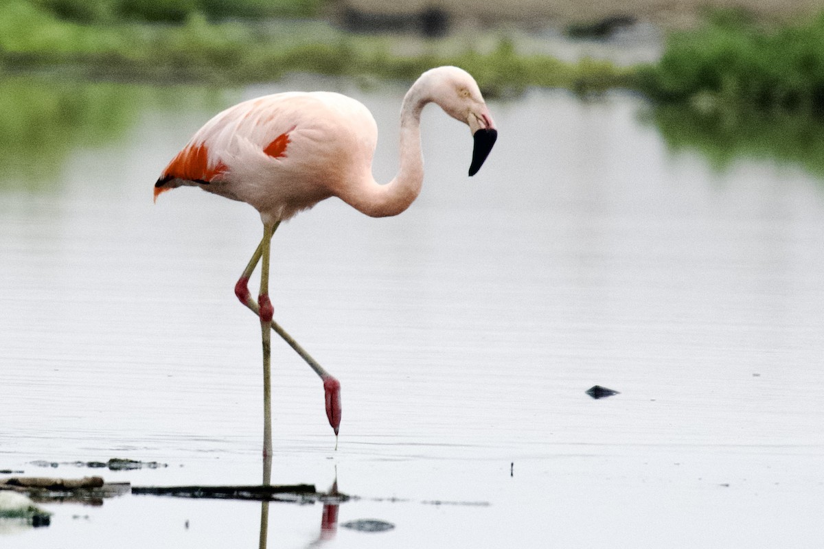 Şili Flamingosu - ML621391502