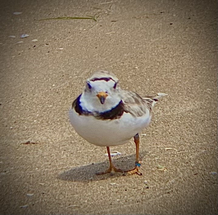 Piping Plover - ML621391578