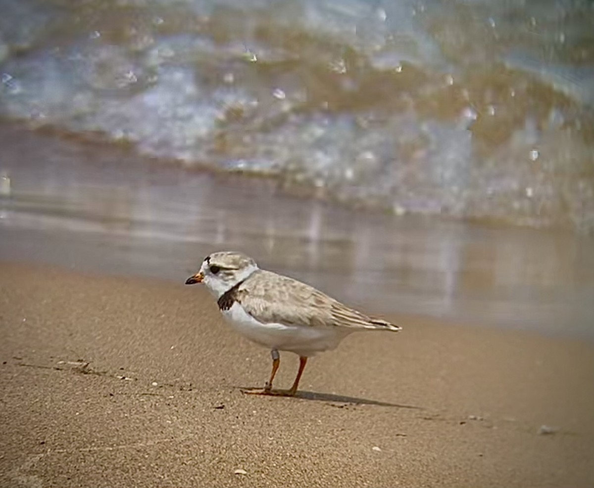 Piping Plover - ML621391579