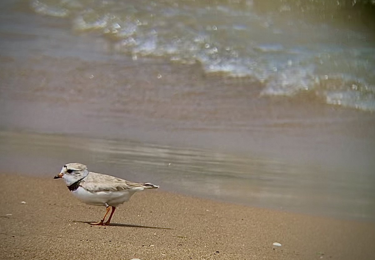 Piping Plover - ML621391580