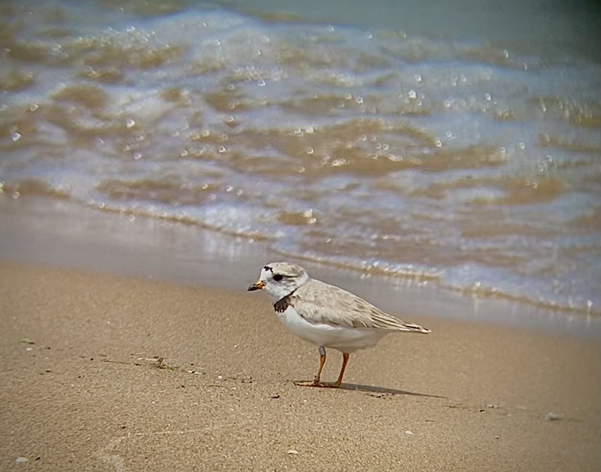Piping Plover - ML621391581