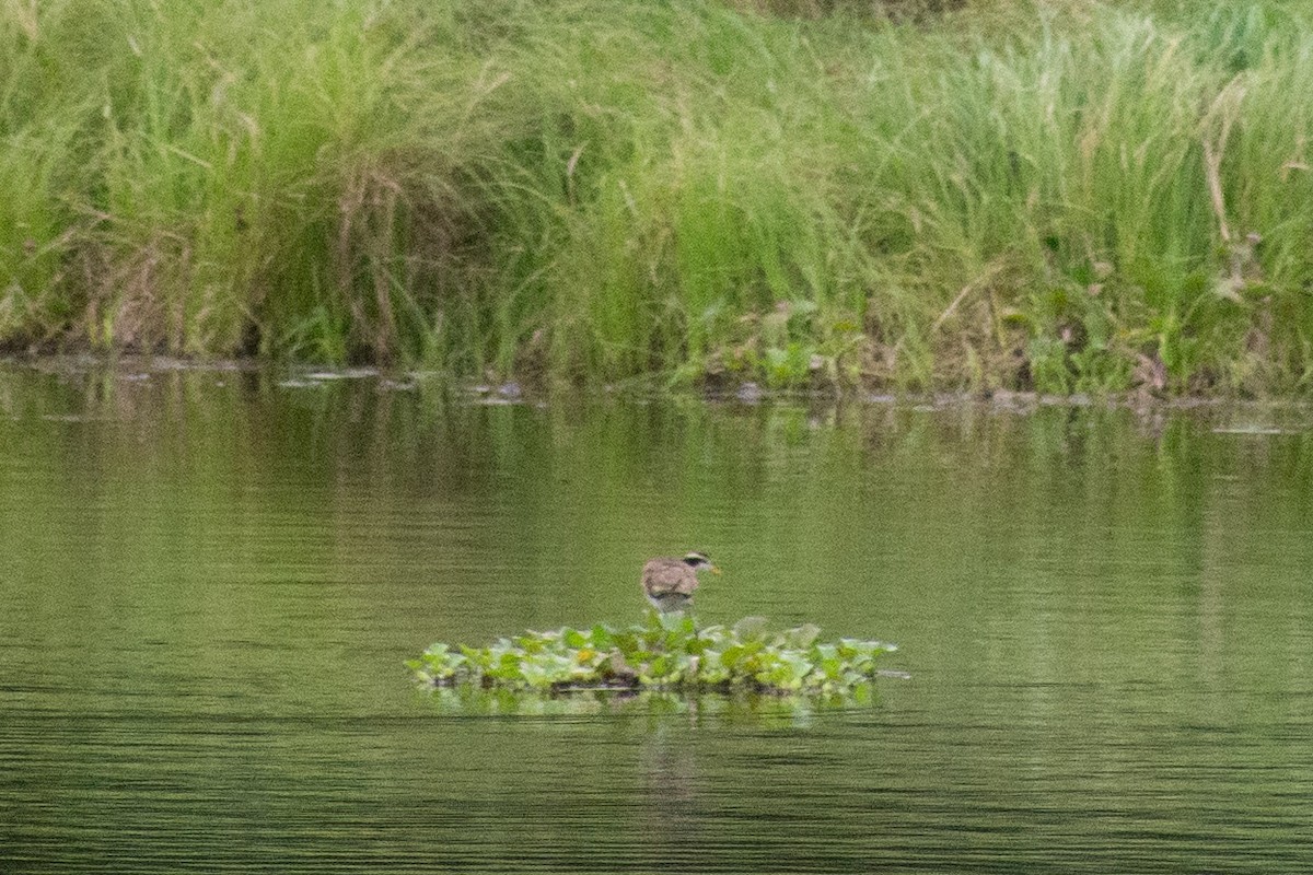 Jacana du Mexique - ML621391631