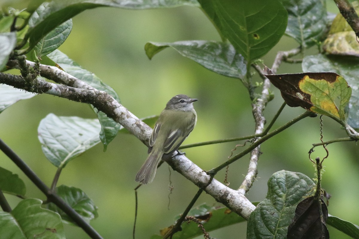 Greenish Elaenia (Greenish) - ML621391640