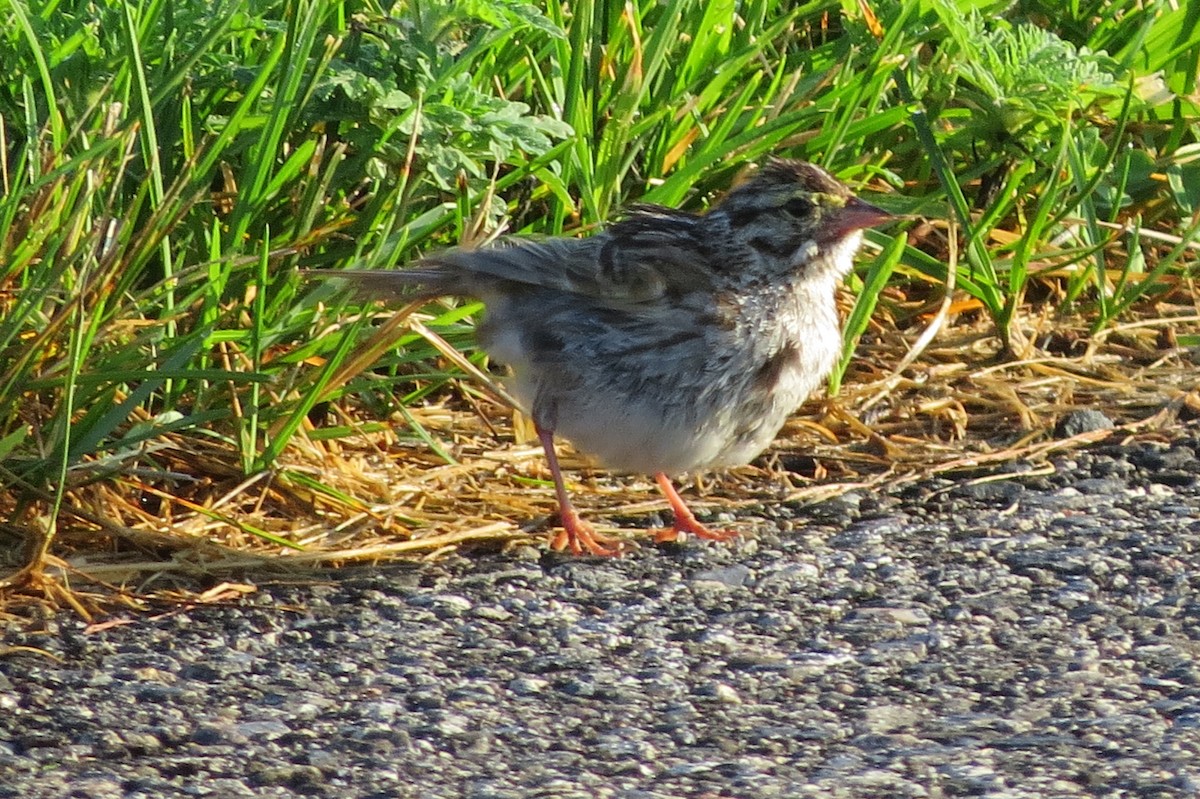 Savannah Sparrow - ML621391659