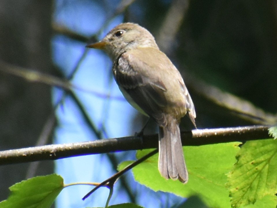 Willow Flycatcher - Bill Hubbard