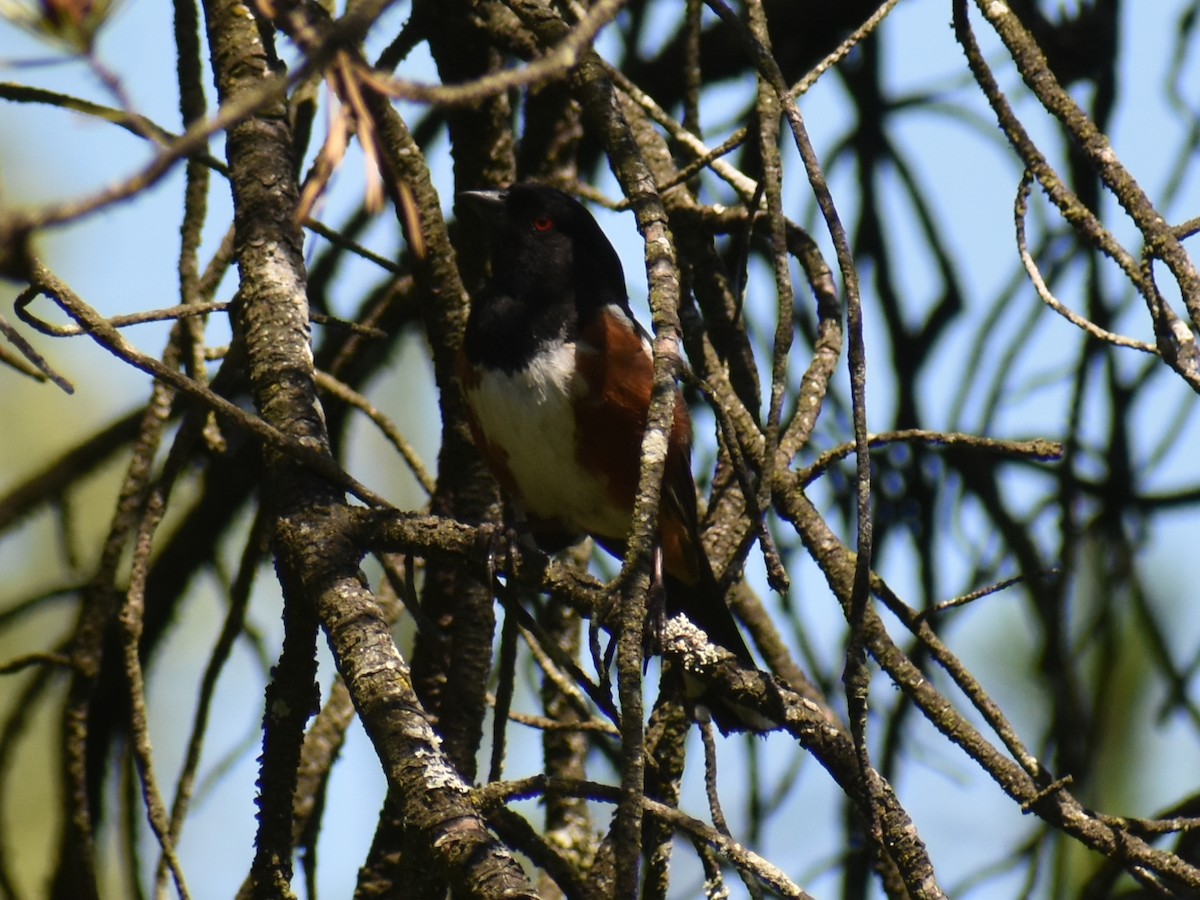 Spotted Towhee - ML621391728