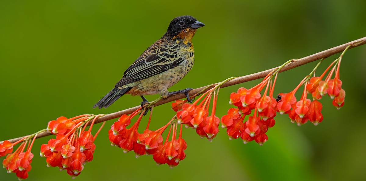 Rufous-throated Tanager - ML621391746