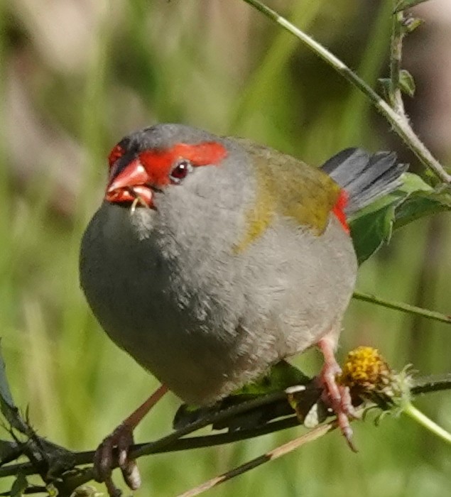 Red-browed Firetail - ML621391747