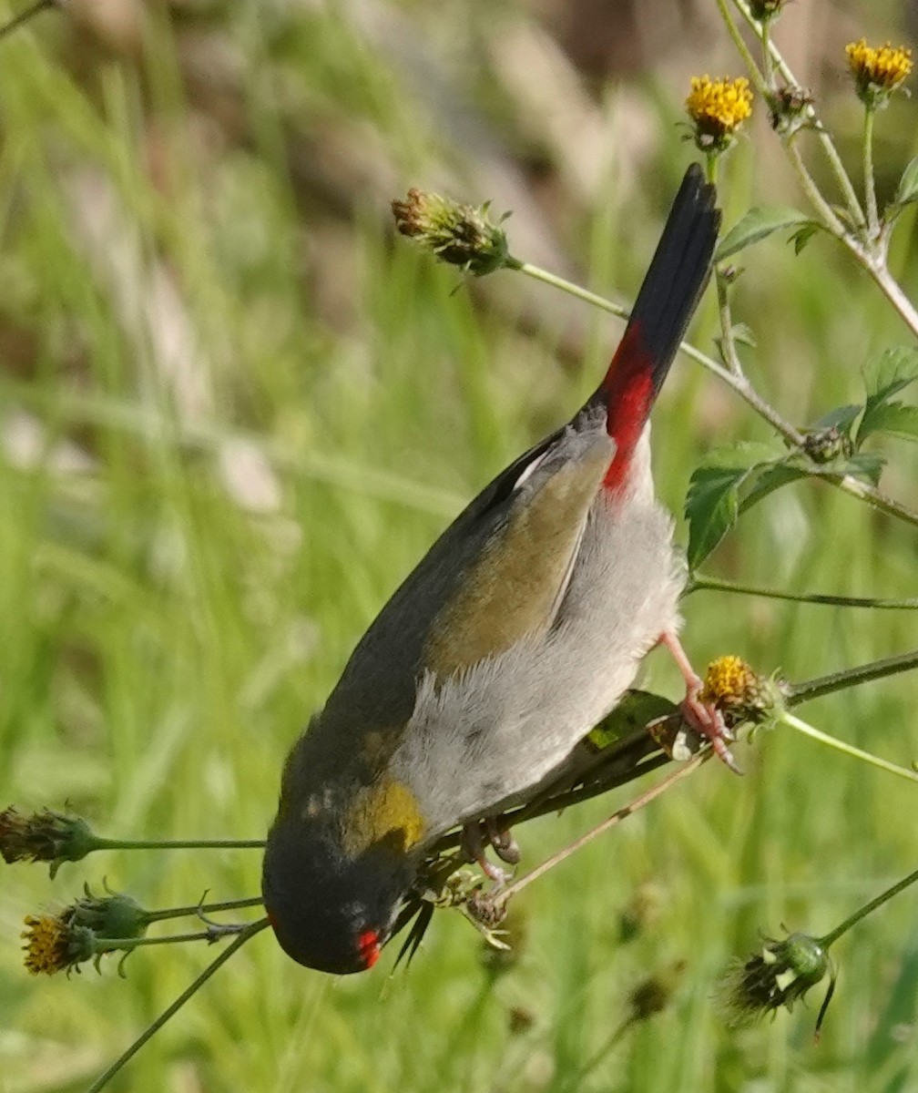 Red-browed Firetail - ML621391748