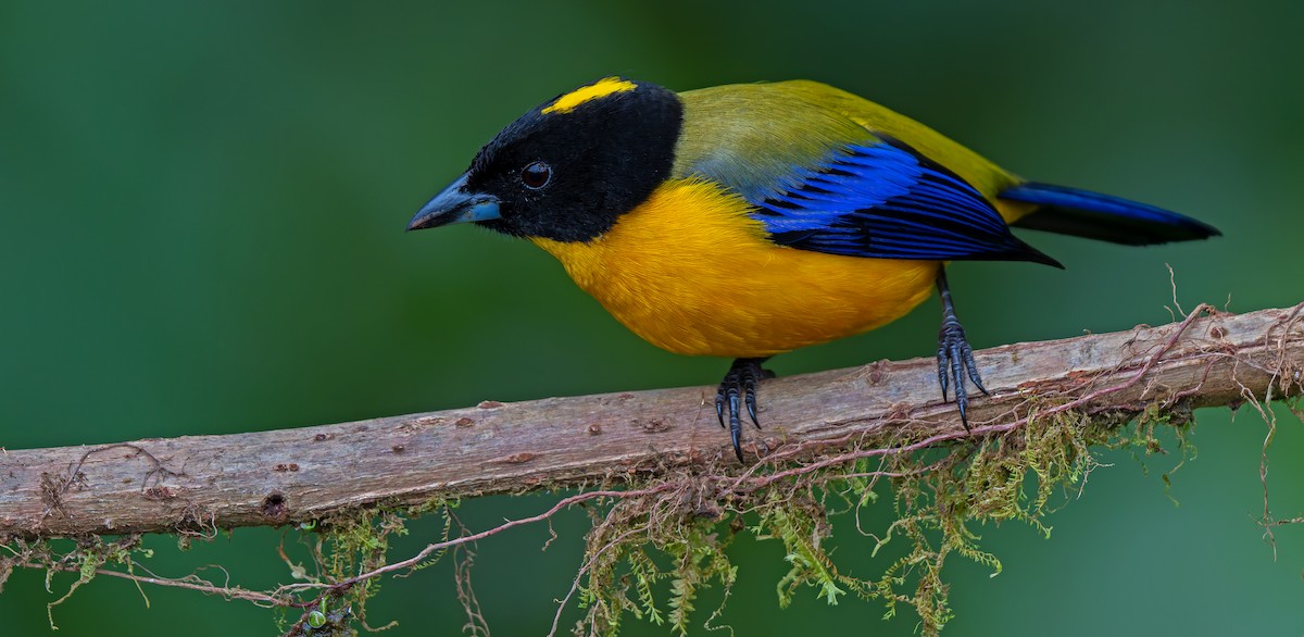 Black-chinned Mountain Tanager - ML621391800