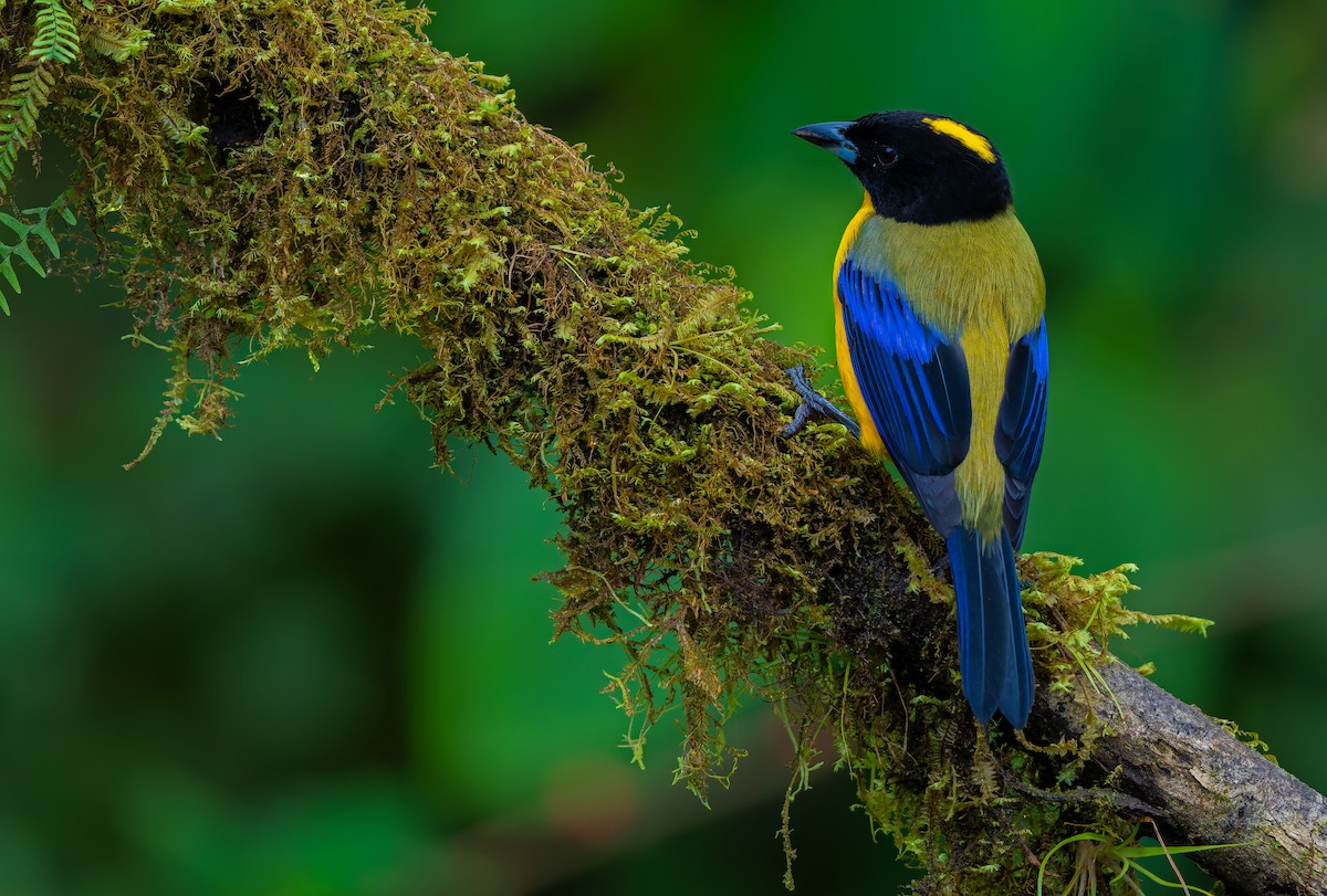 Black-chinned Mountain Tanager - ML621391808