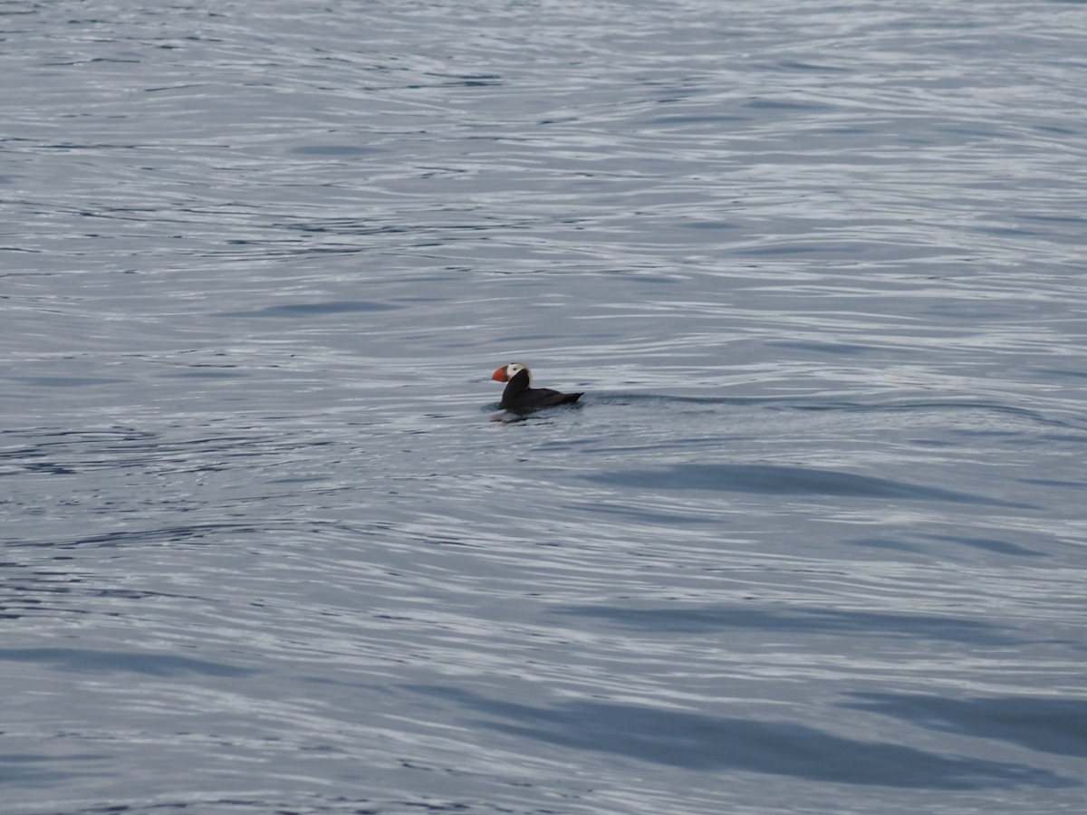 Tufted Puffin - ML621391969