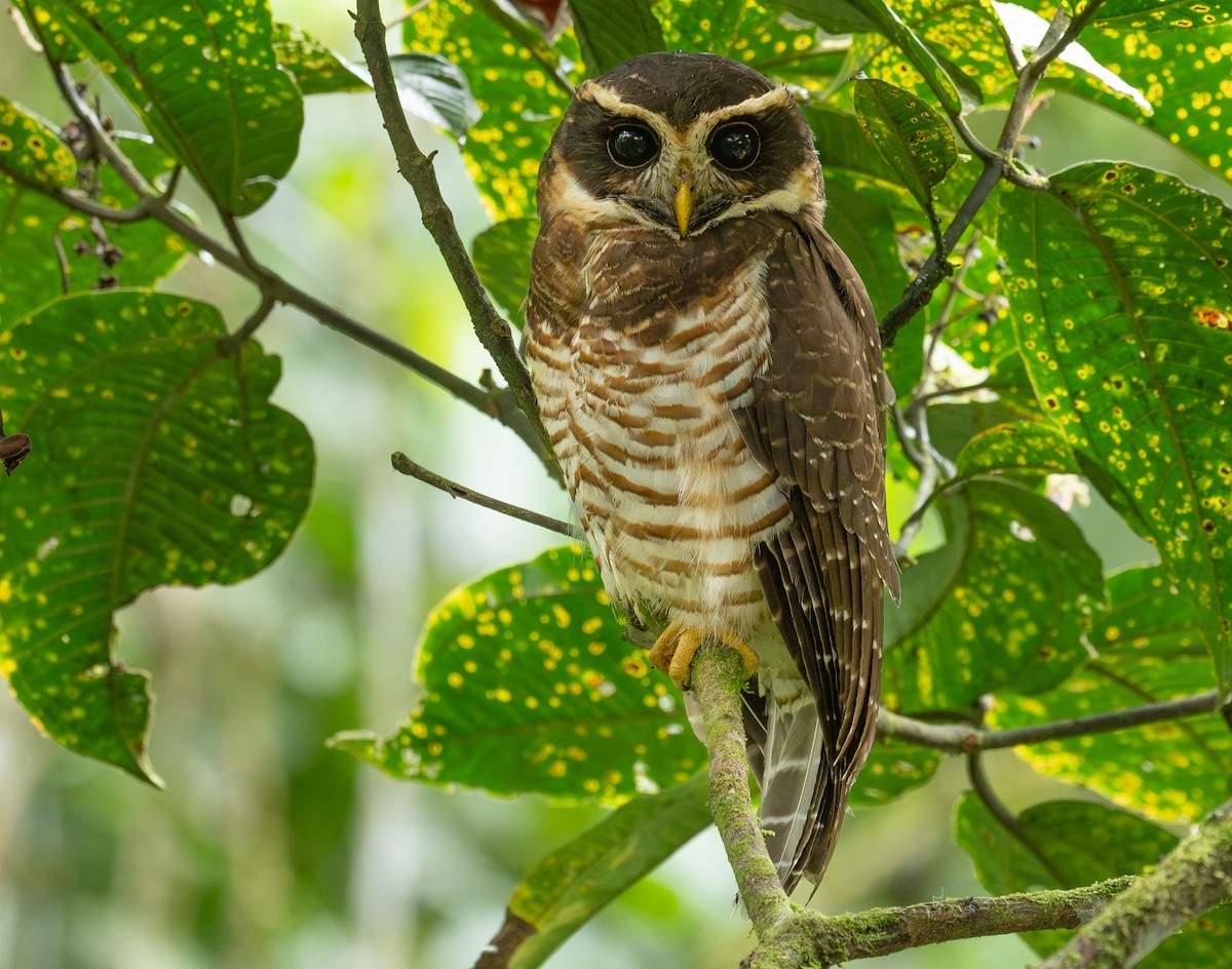 Band-bellied Owl - ML621391990