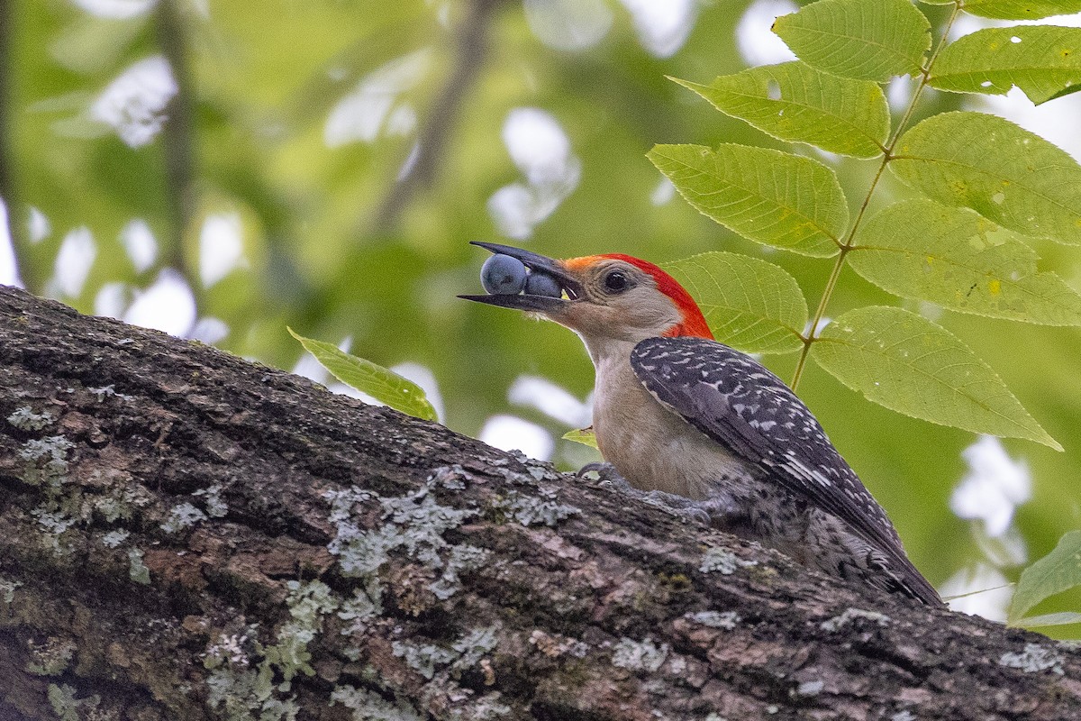 Red-bellied Woodpecker - ML621391996