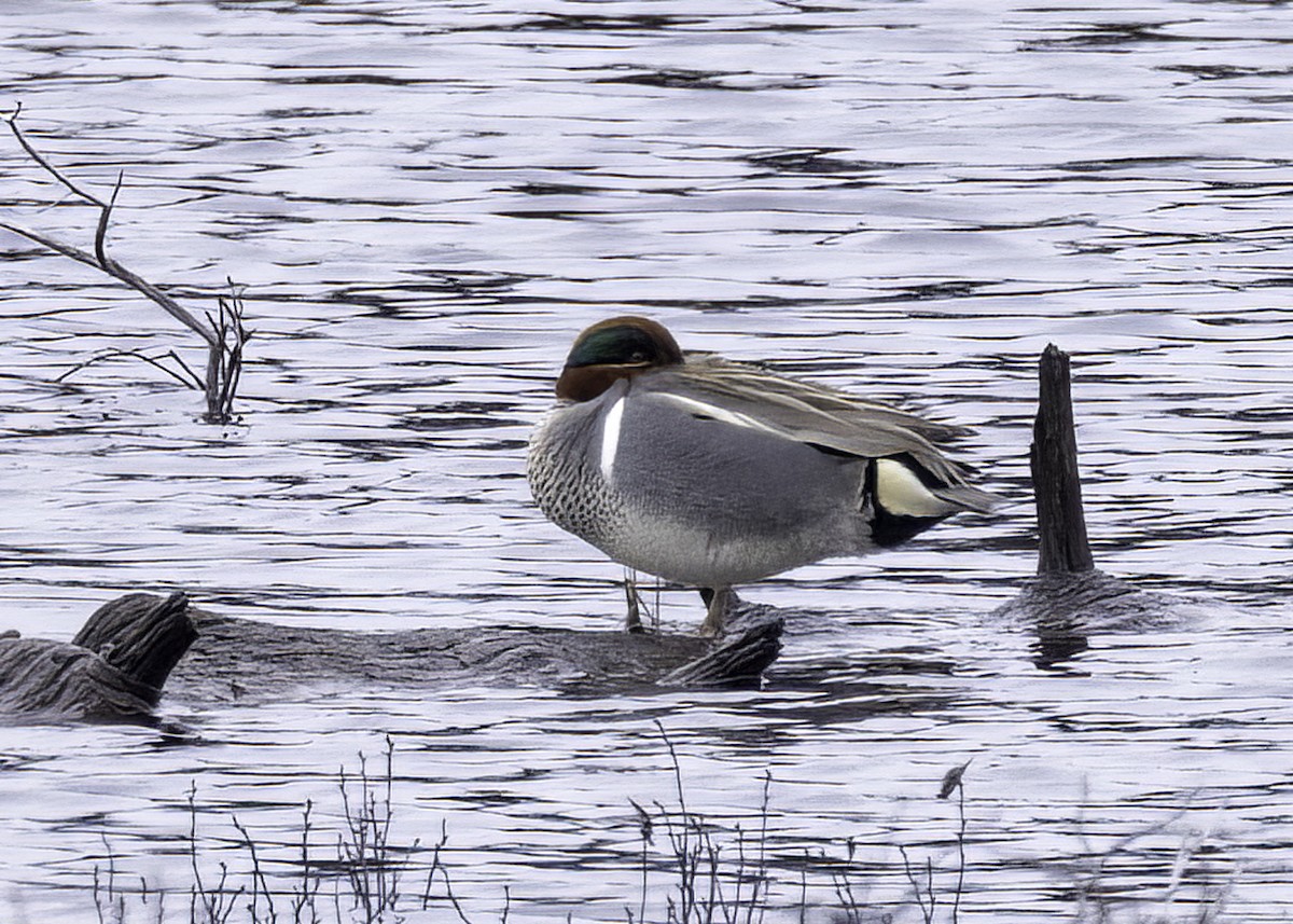 Green-winged Teal - ML621392030