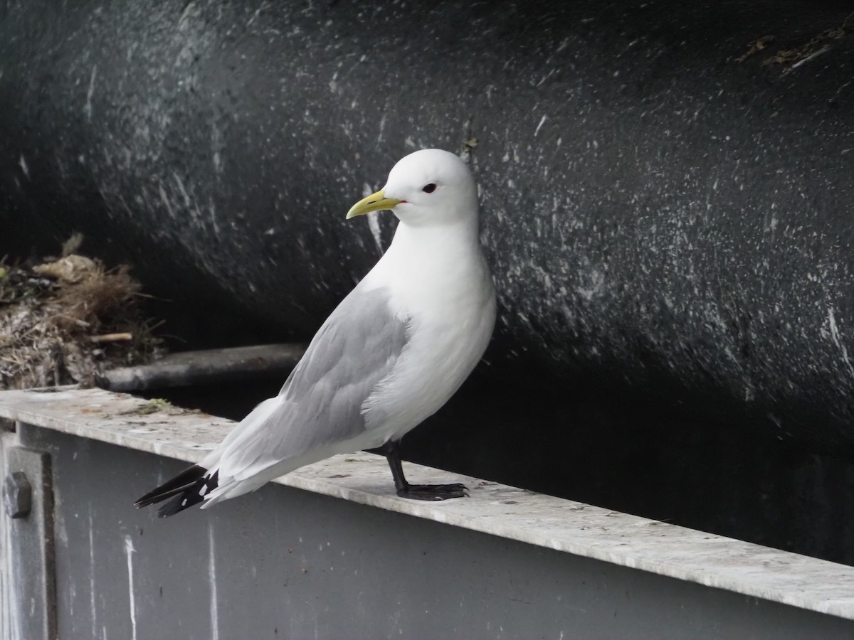 Mouette tridactyle - ML621392052