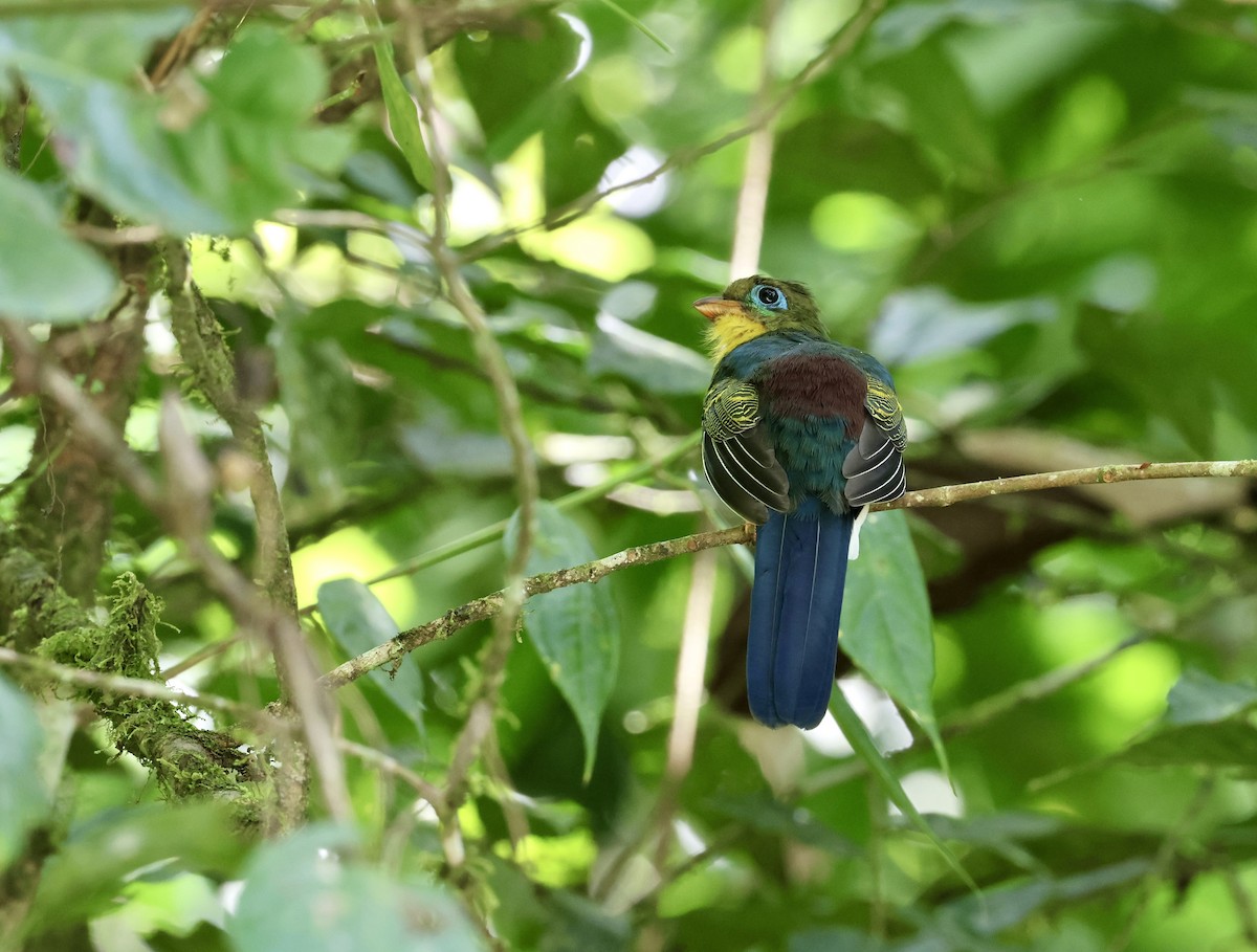 Sumatran Trogon - ML621392057