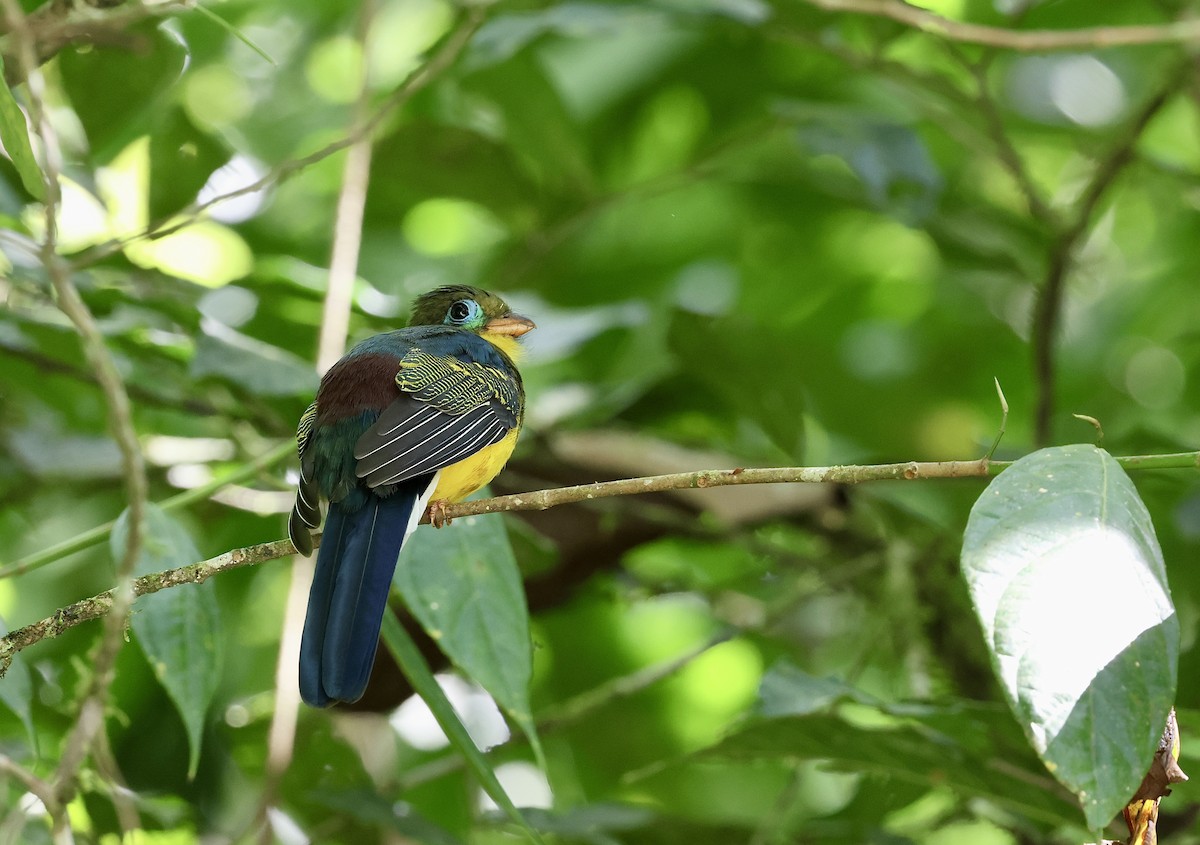 Sumatran Trogon - ML621392058