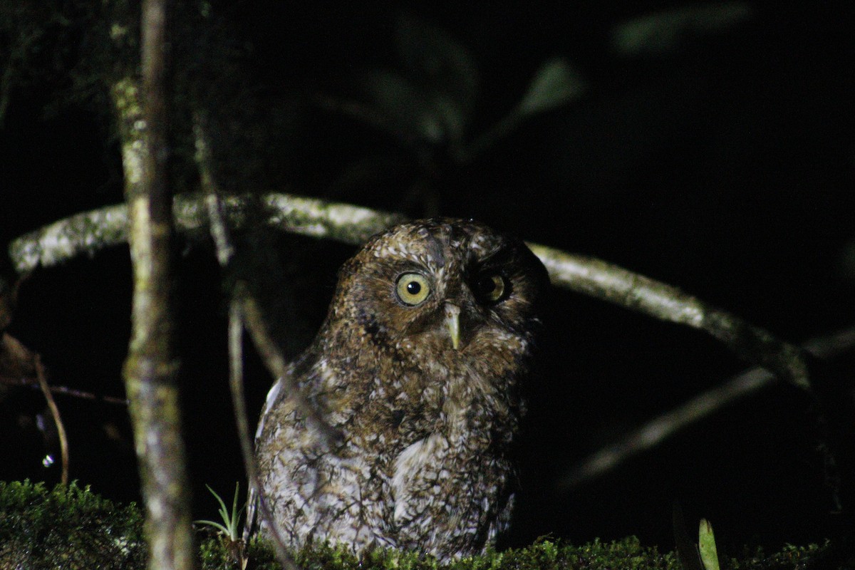 Bare-shanked Screech-Owl - ML621392268