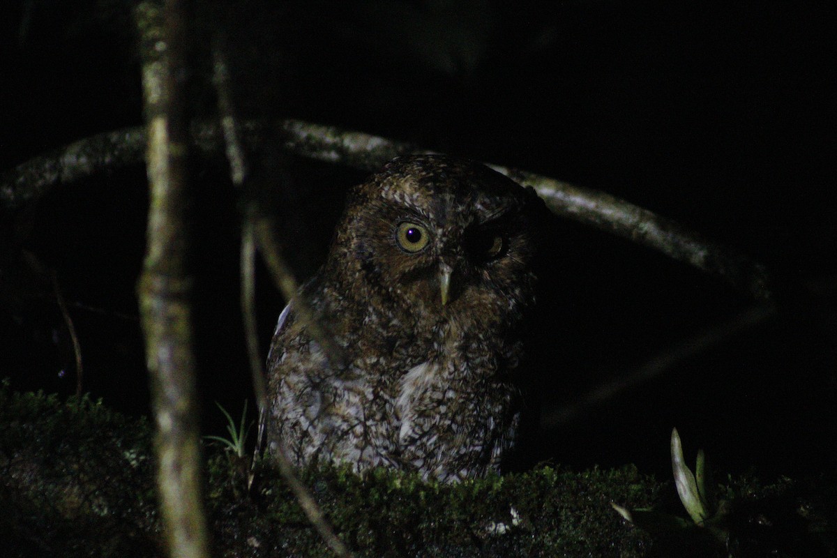 Bare-shanked Screech-Owl - ML621392269