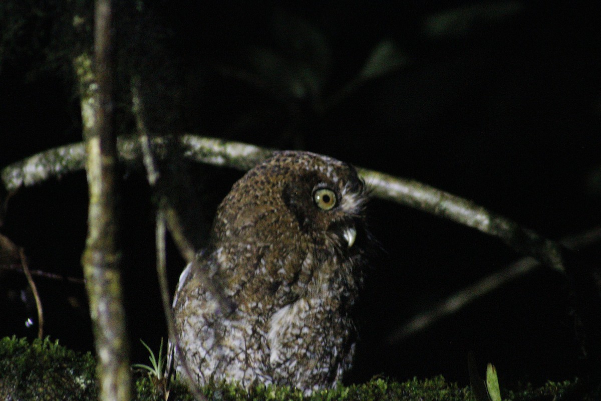 Bare-shanked Screech-Owl - ML621392270