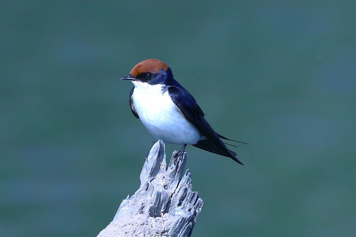 Wire-tailed Swallow - ML621392274