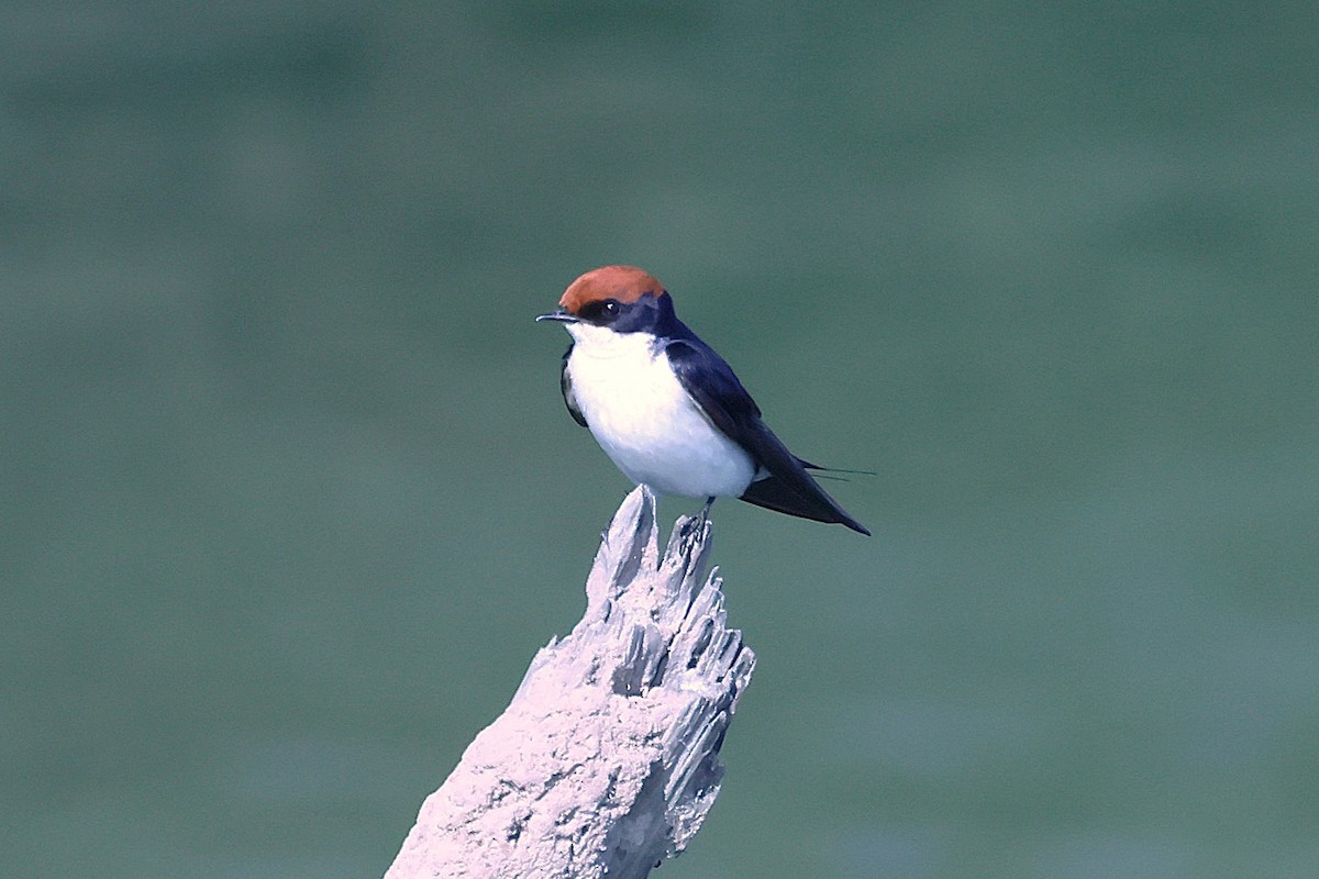 Wire-tailed Swallow - ML621392275