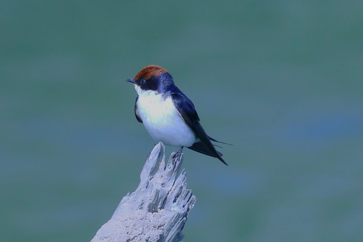 Wire-tailed Swallow - ML621392276