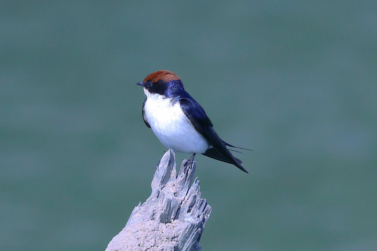 Wire-tailed Swallow - ML621392278
