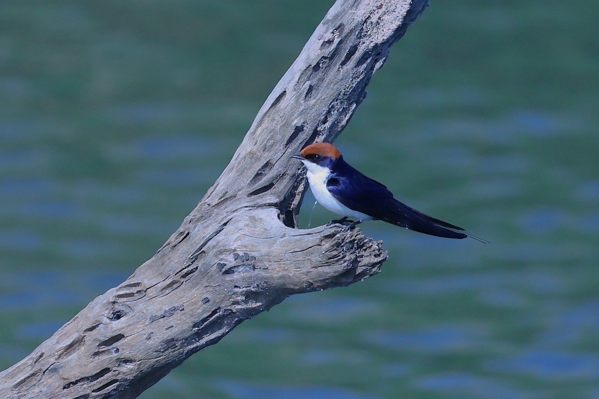 Wire-tailed Swallow - ML621392280