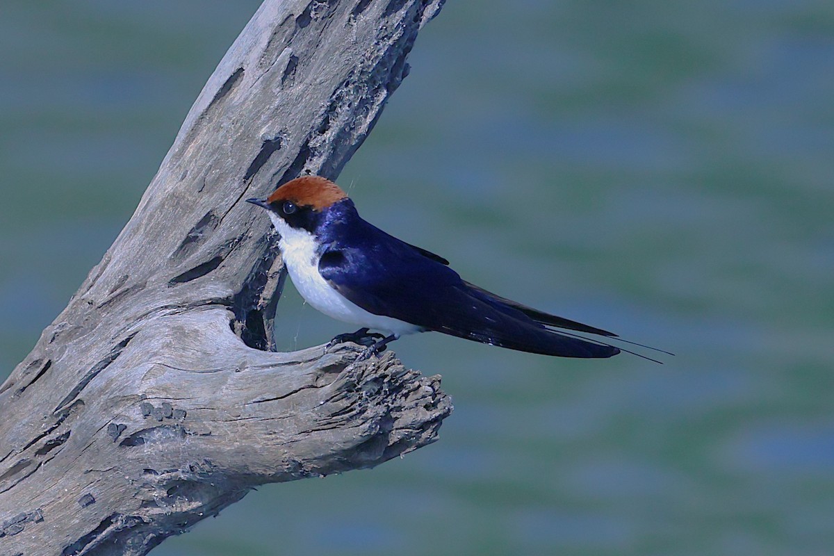 Wire-tailed Swallow - ML621392281