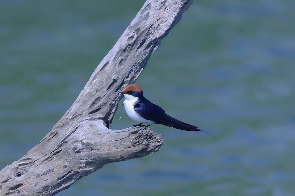 Wire-tailed Swallow - ML621392282