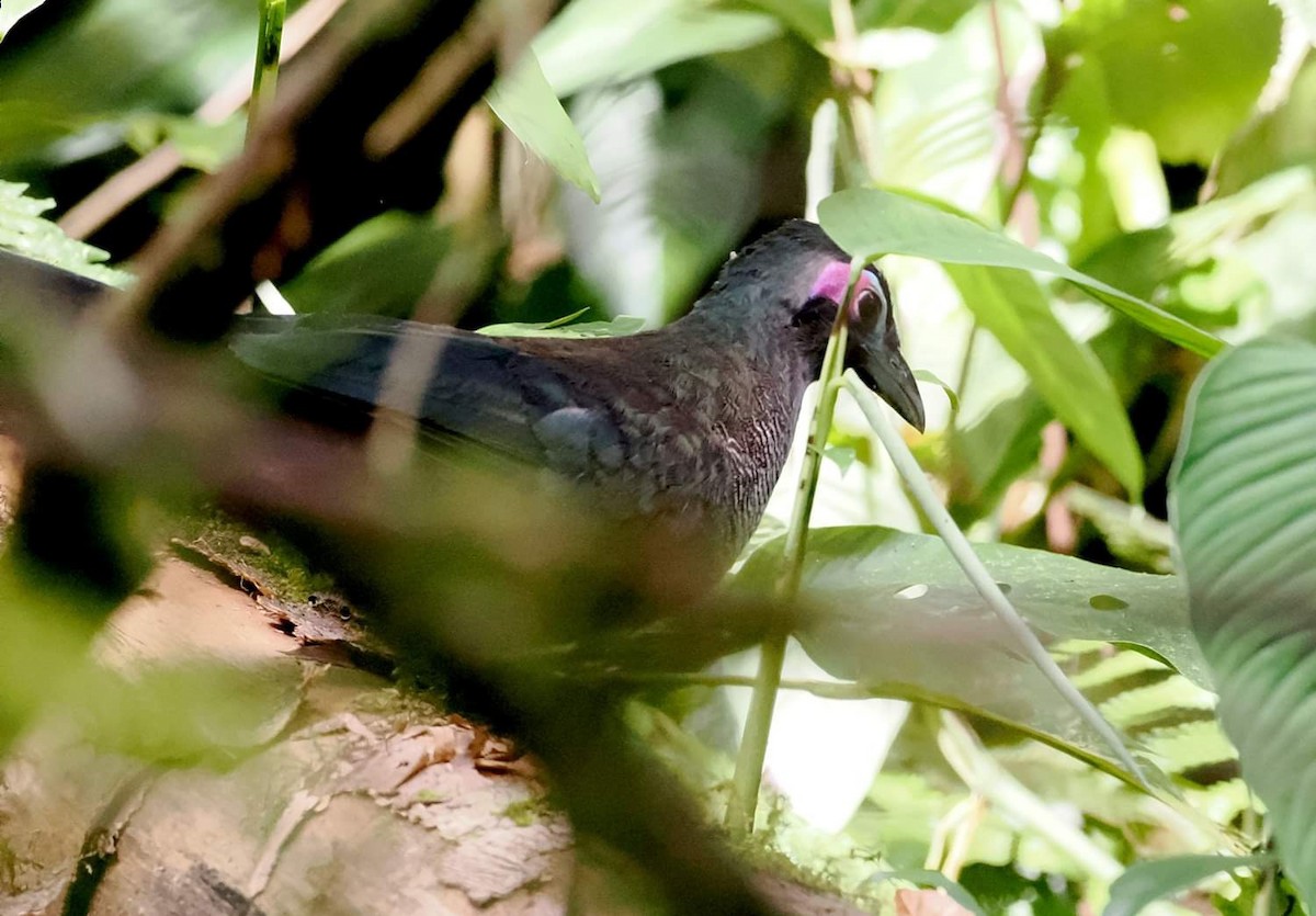 Sumatran Ground-Cuckoo - ML621392315