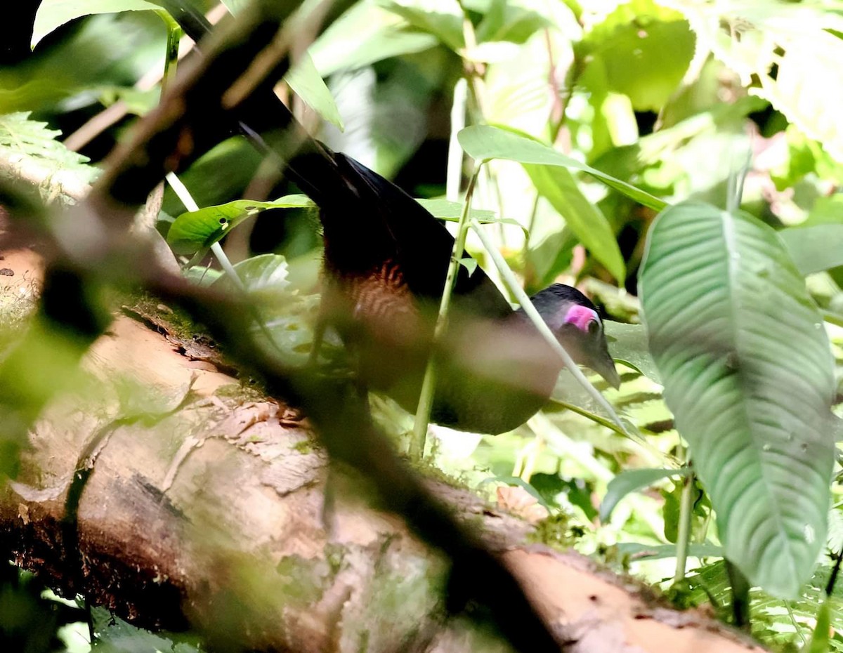 Sumatran Ground-Cuckoo - ML621392316
