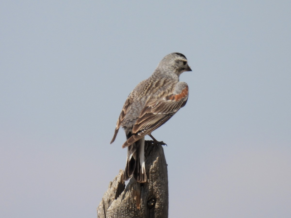 Thick-billed Longspur - ML621392328