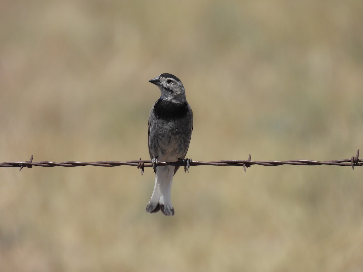 Thick-billed Longspur - ML621392329