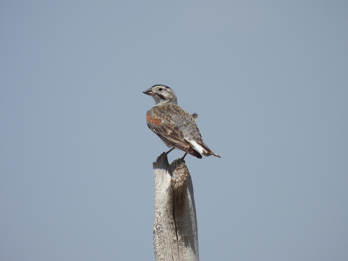 Thick-billed Longspur - ML621392330