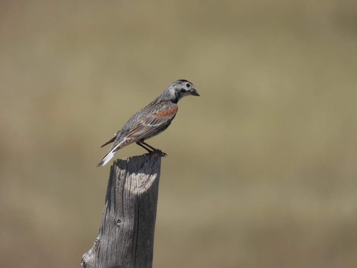 Thick-billed Longspur - ML621392331