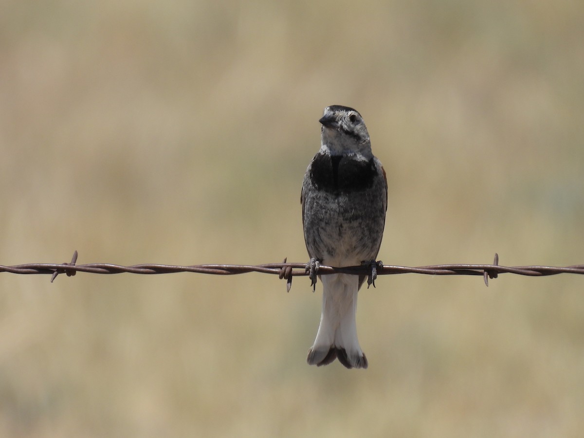 Thick-billed Longspur - ML621392332