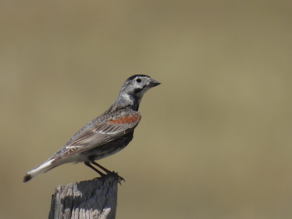 Thick-billed Longspur - ML621392333