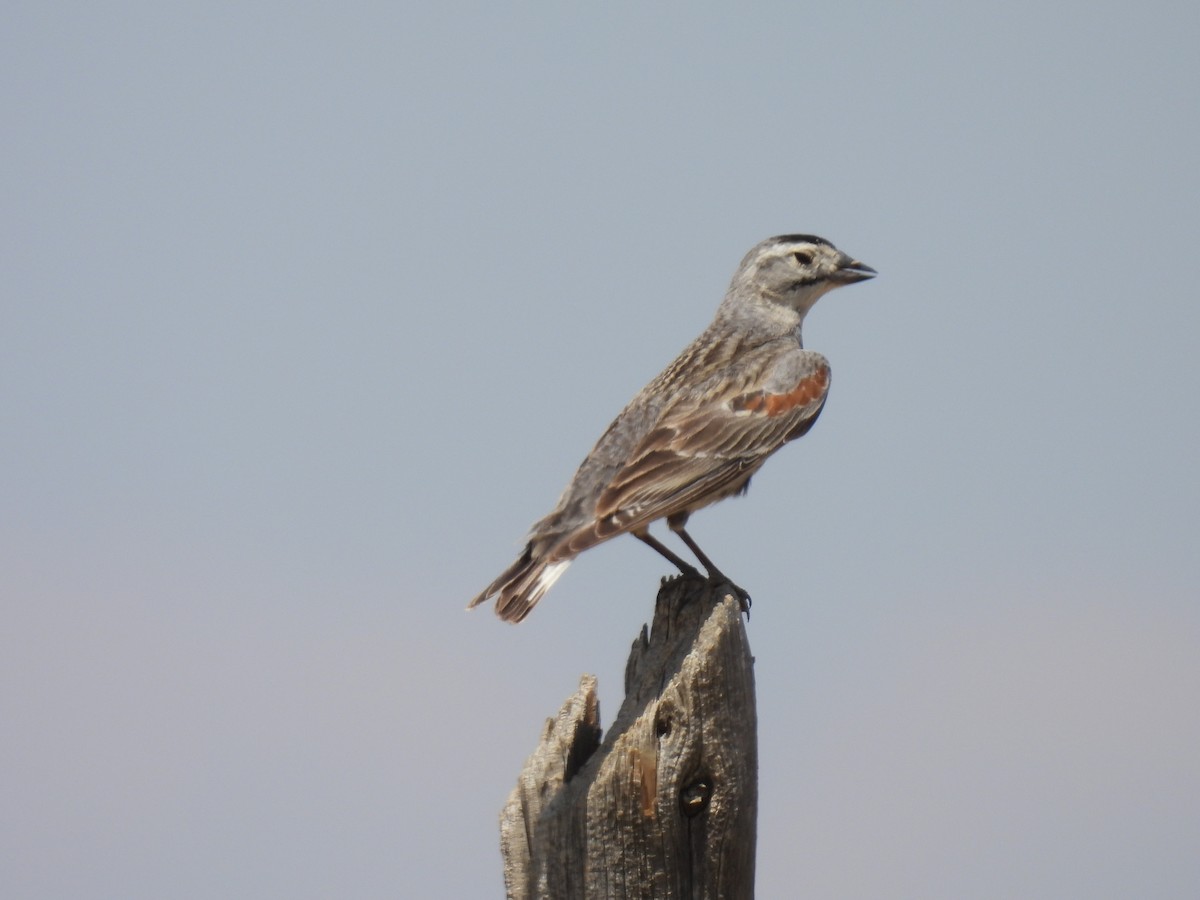 Thick-billed Longspur - ML621392335