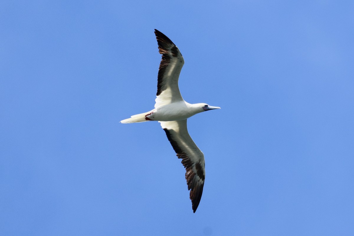 Red-footed Booby - ML621392363