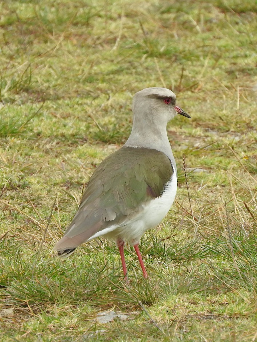 Andean Lapwing - ML621392378