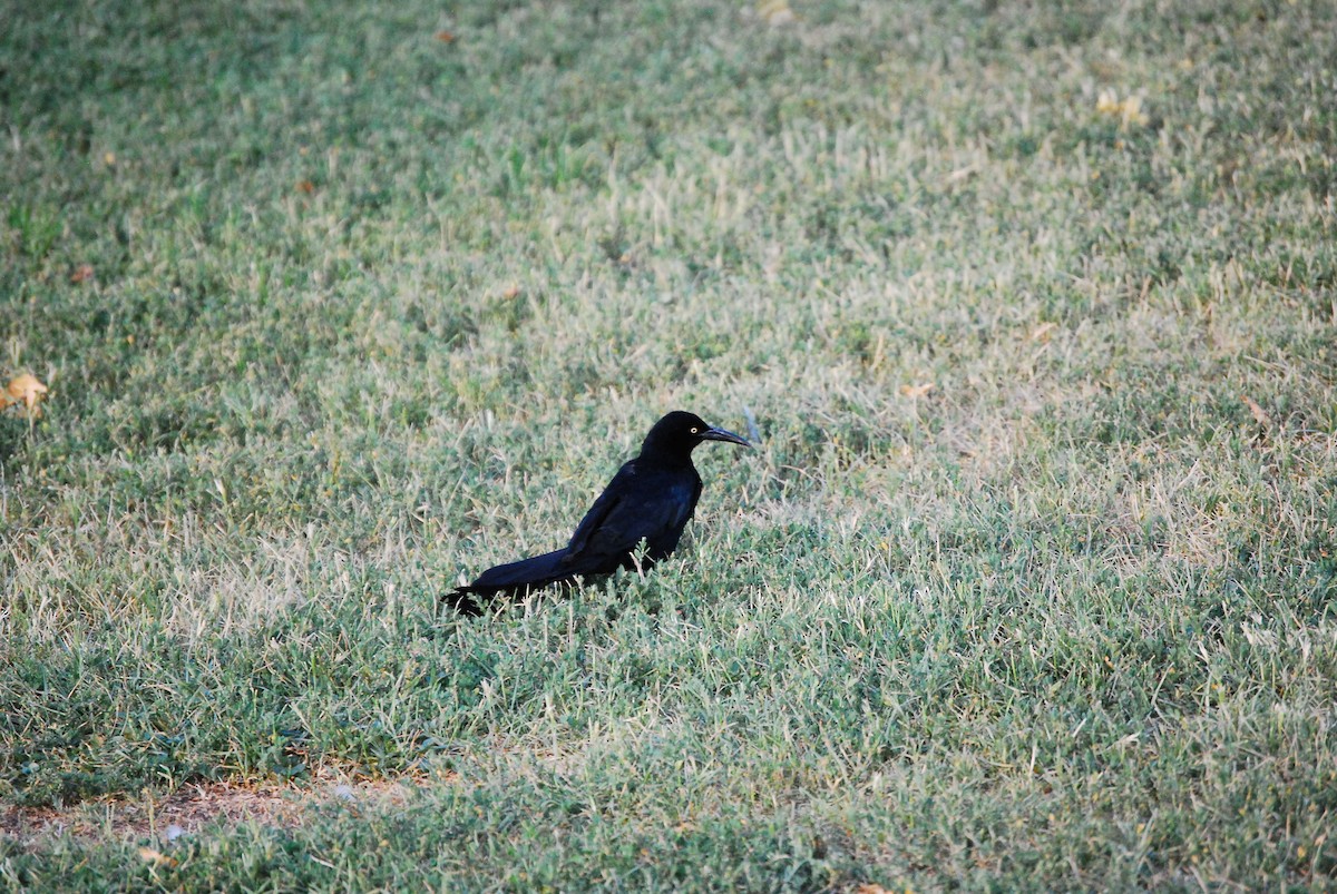 Great-tailed Grackle - ML621392395