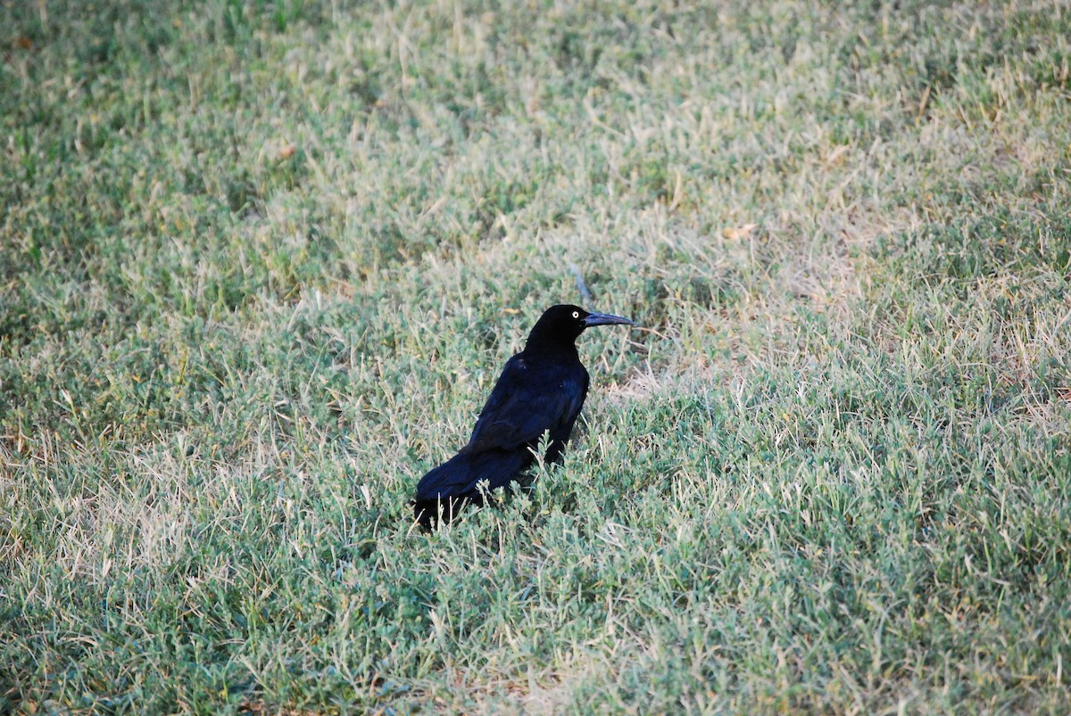 Great-tailed Grackle - ML621392396