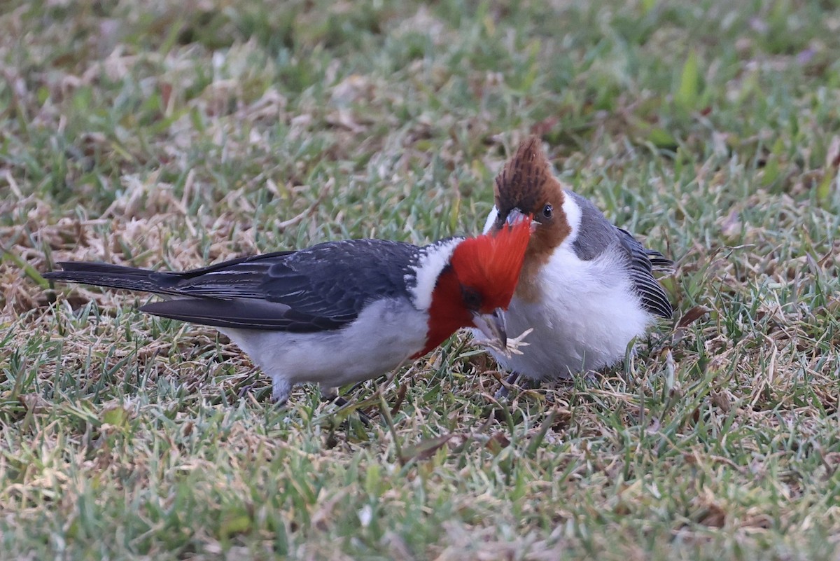 Red-crested Cardinal - ML621392397