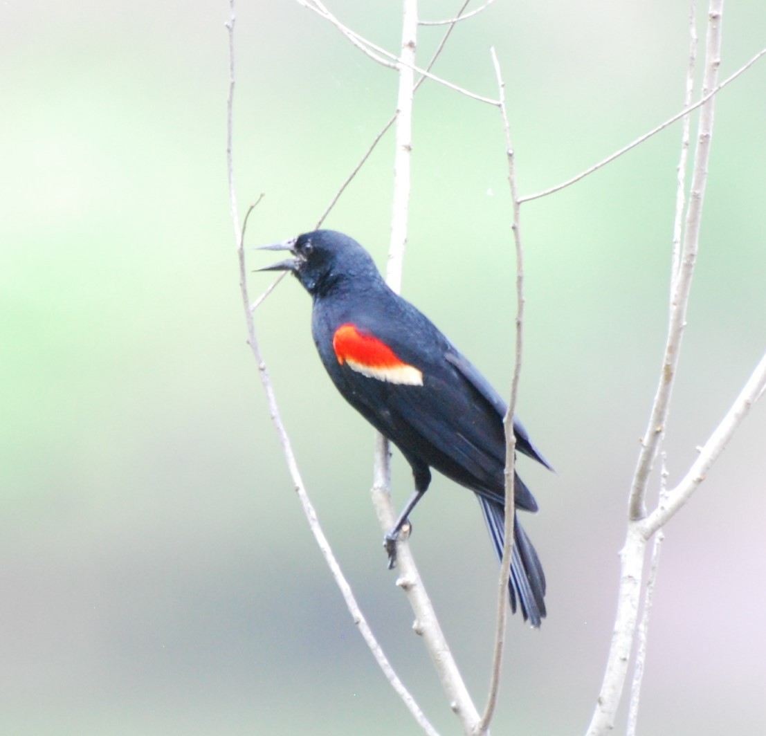 Red-winged Blackbird - ML621392399