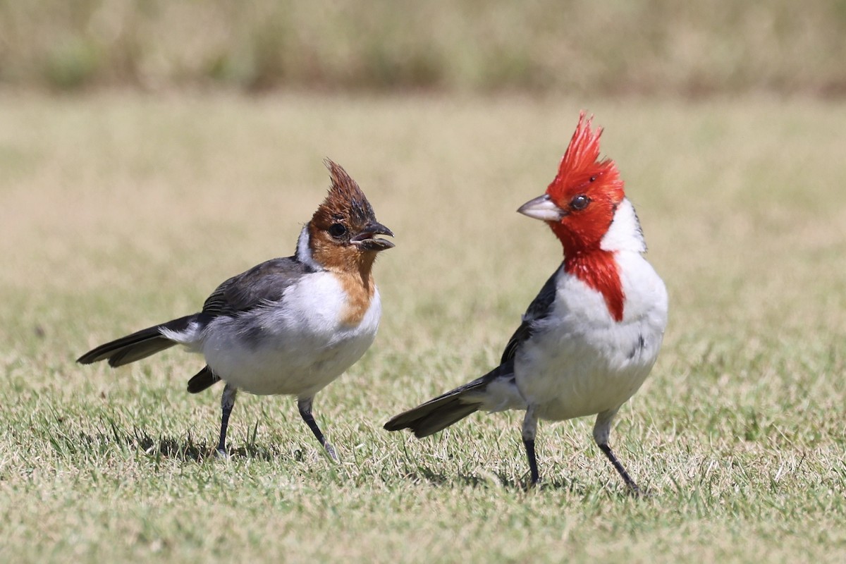 Red-crested Cardinal - ML621392407